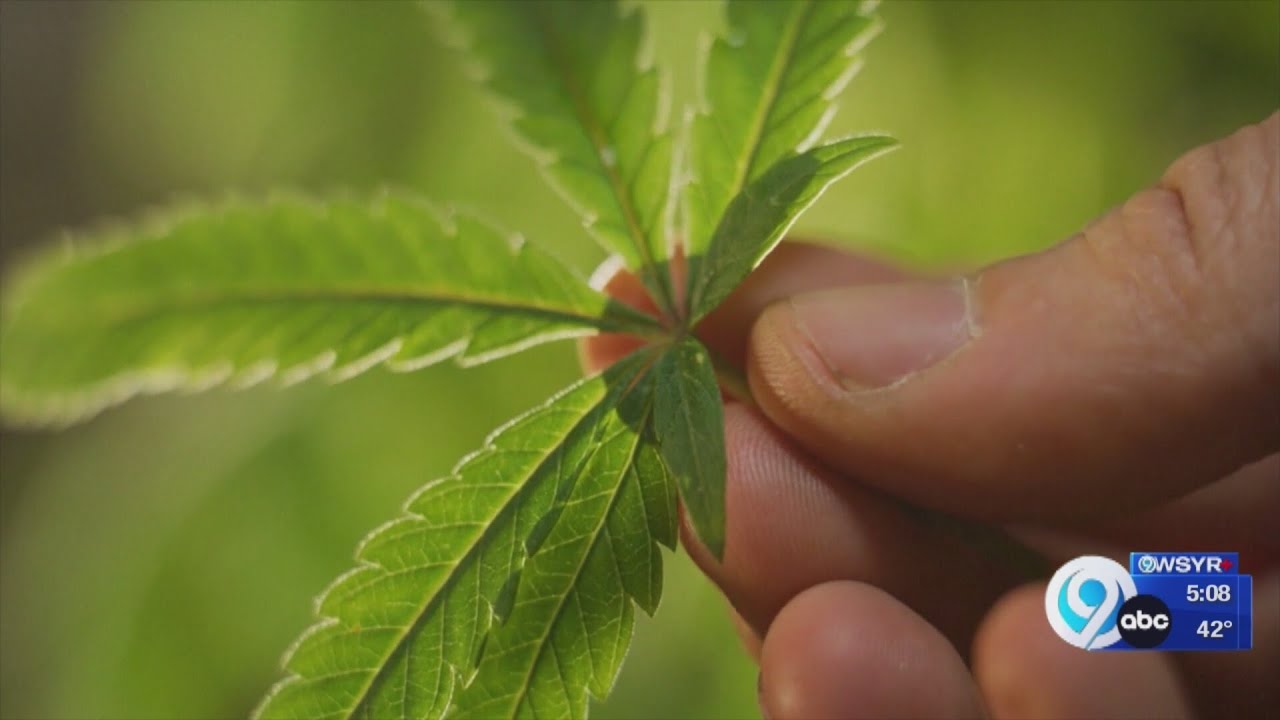 Syracuse University offering cannabis dispensary program