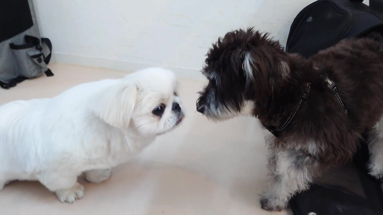 ペキニーズ、ミニチュアシュナウザーに会う　🐶ひみつきちなう！①🐶  2025年3月27日