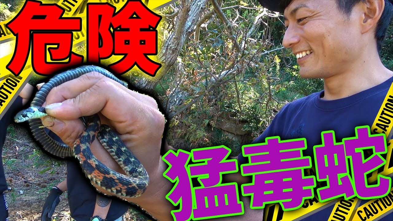 【海プロジェクト29】マムシの3倍の毒をもつ蛇を笑顔で捕まえる男