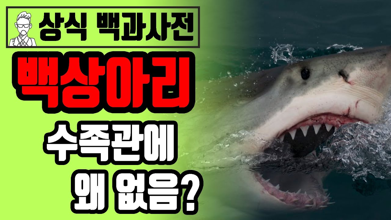 4분 순삭! 백상아리에 대한 모든 것 [세상의 모든 지식]