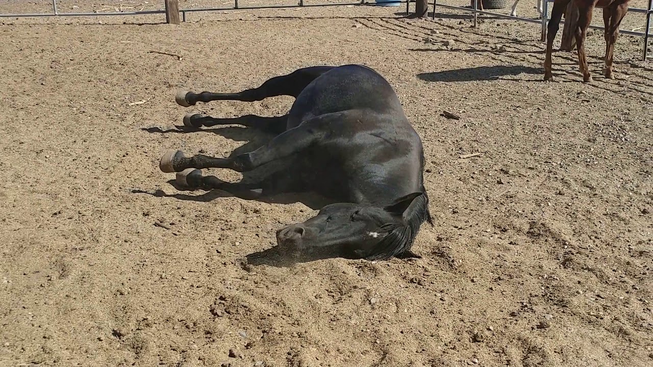 Horse with colic. Common behavior