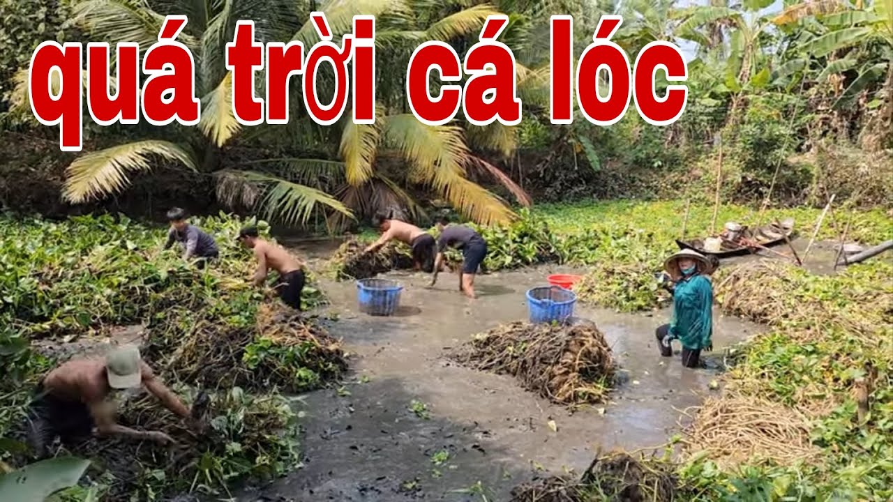 Tát Mương Bắt Cá Ăn Tết Bắt Cá Lóc Thấy Mà Ham Luôn Cả Nhà Ơi # SĂN BẮT ĐỒNG THÁP #