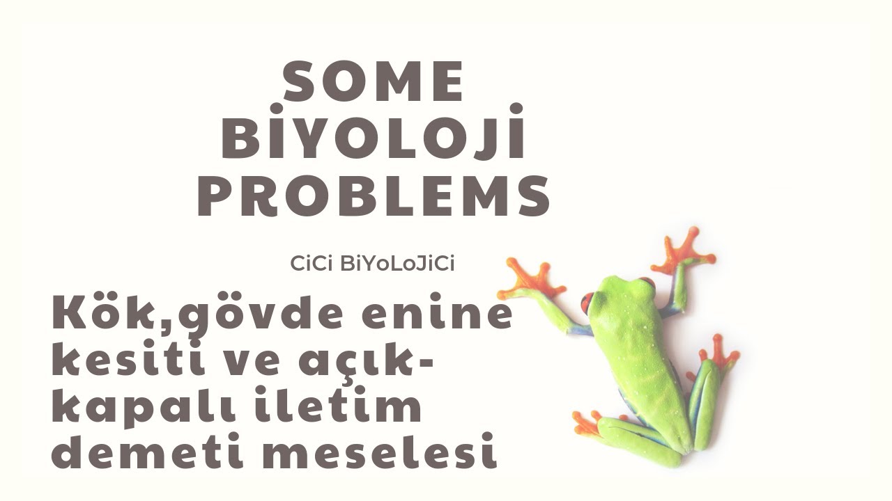 Tek çenekli-Çift çenekli kök gövde enine kesitleri ve Açık-Kapalı iletim sistemi meselesi