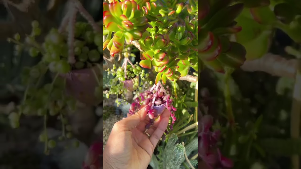 Mini Succulents #succulents #miniaturegarden #miniature #fairygarden