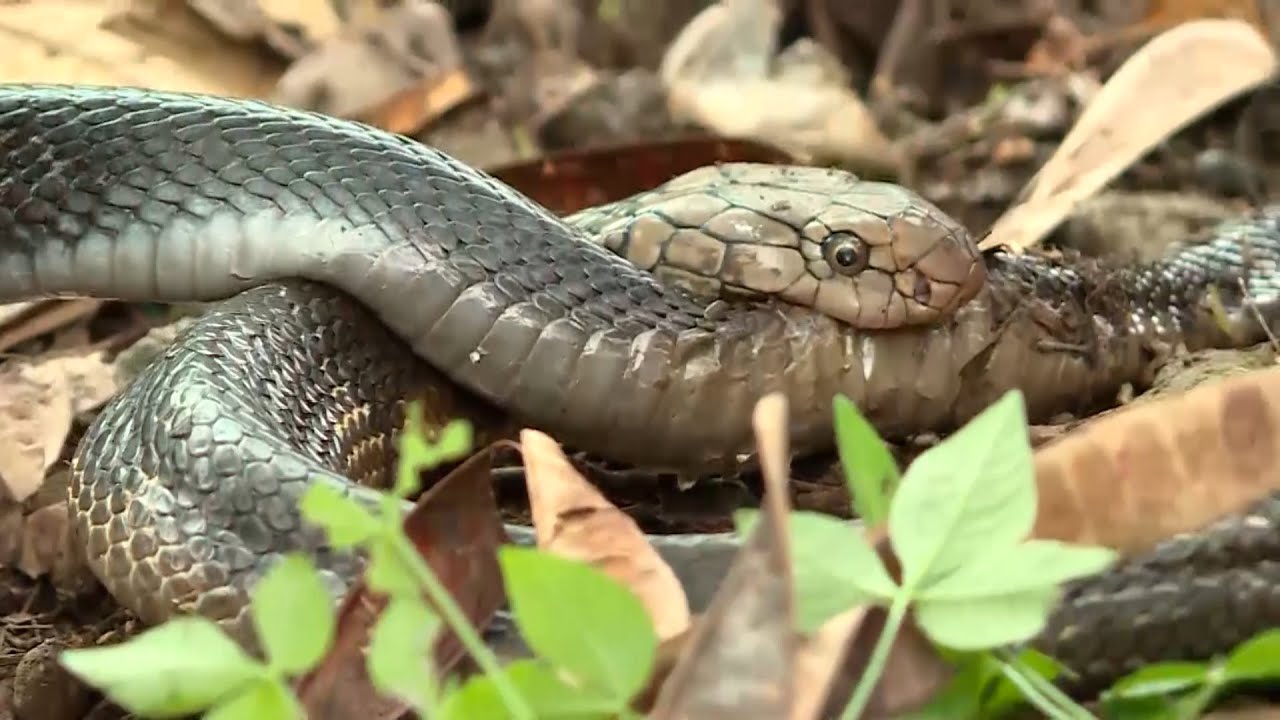 Same Big and strong. King Cobra VS Cobra, Who will win?