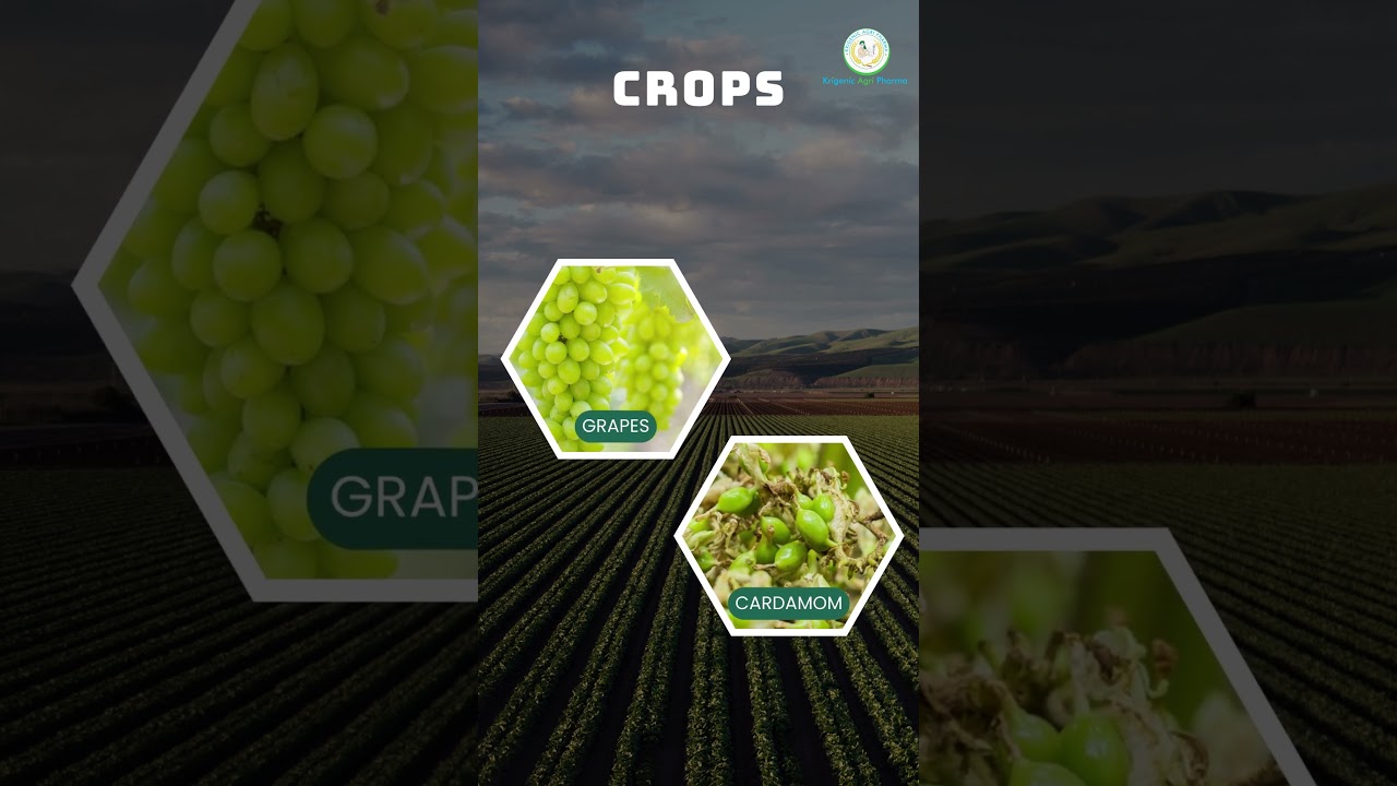 Bayer Aliette Fungicide | Systemic Fungicide |  #agriculture #agricultureproducts #farming