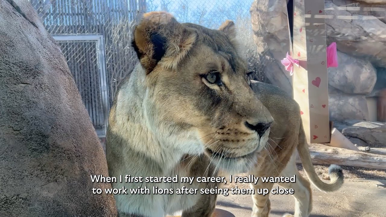 Loving Lions Around the World