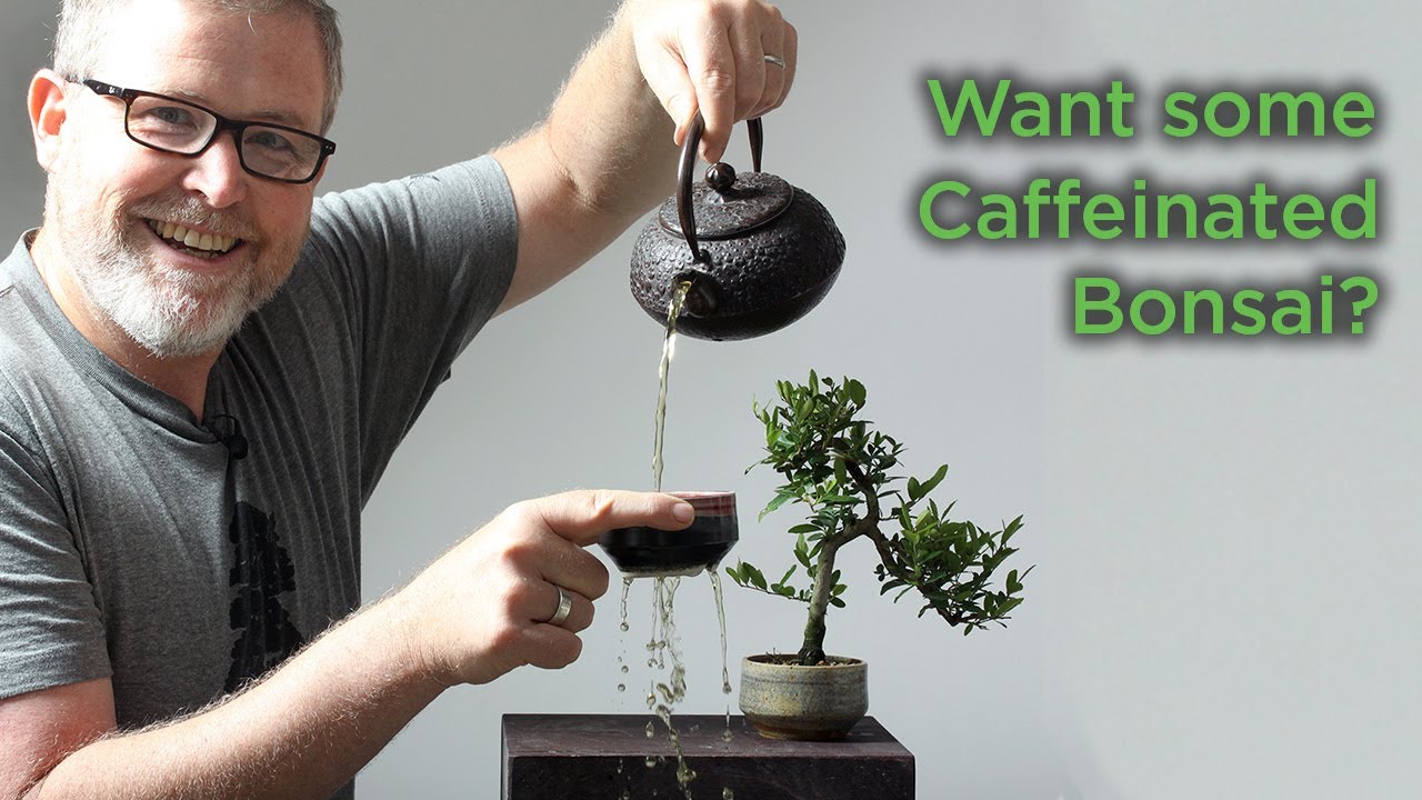 Bonsaify | Clip and Grow is the Way to Go with Yaupon Holly PLUS a Tea Tease!