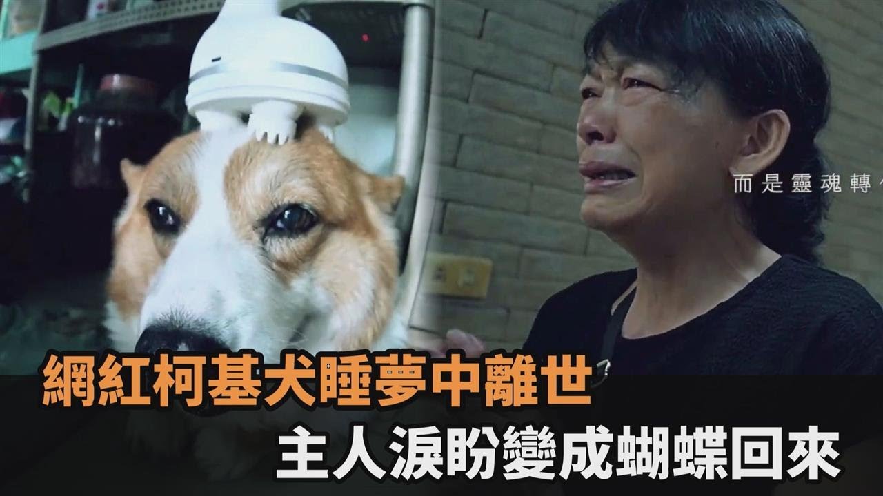 台南網紅柯基犬「酒酒」睡夢中離世    主人淚喊：要變成蝴蝶回來喔－全民話燒