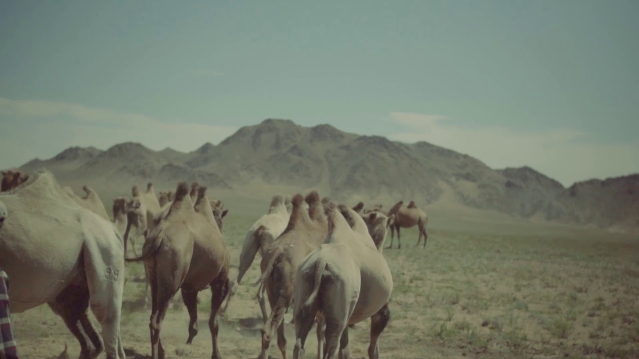 The Free-Roaming Camel Herds