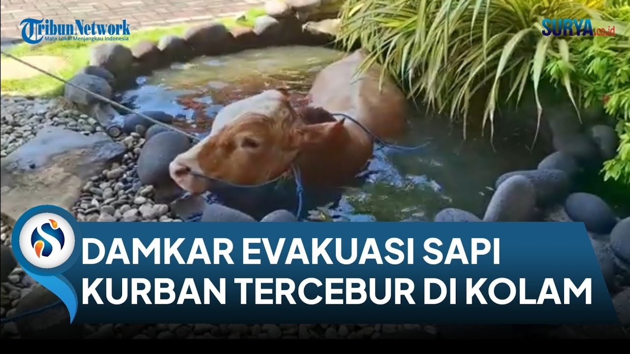 DAMKAR TURUN TANGAN! Sapi Kurban Dispendik Jatim Ngamuk saat Hendak Dikurbankan, Tercebur di Kolam