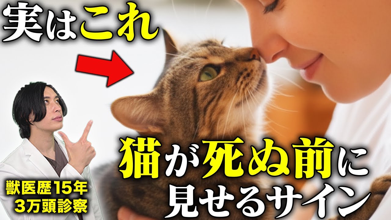 【獣医解説】猫が死ぬ直前に見せる5つのサイン【あの子が最期に伝えたかったこと】
