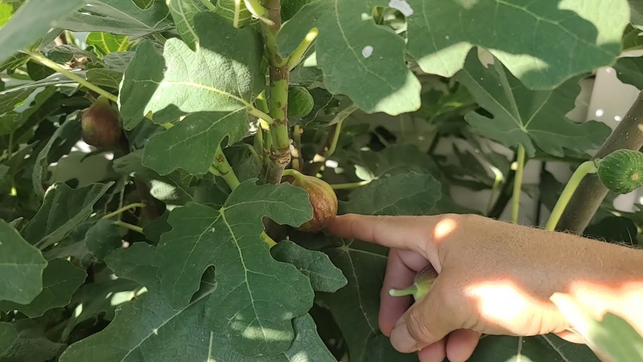 A Zone 6 Fall Food Forest Harvest