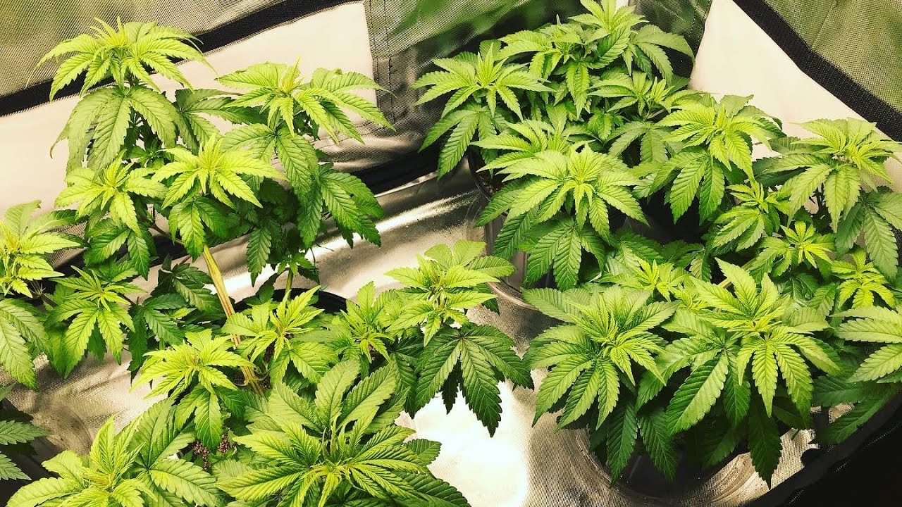 How to grow clones/The Grow Show #ipp #sendnutes #tntgenetics #hibredseedcanada