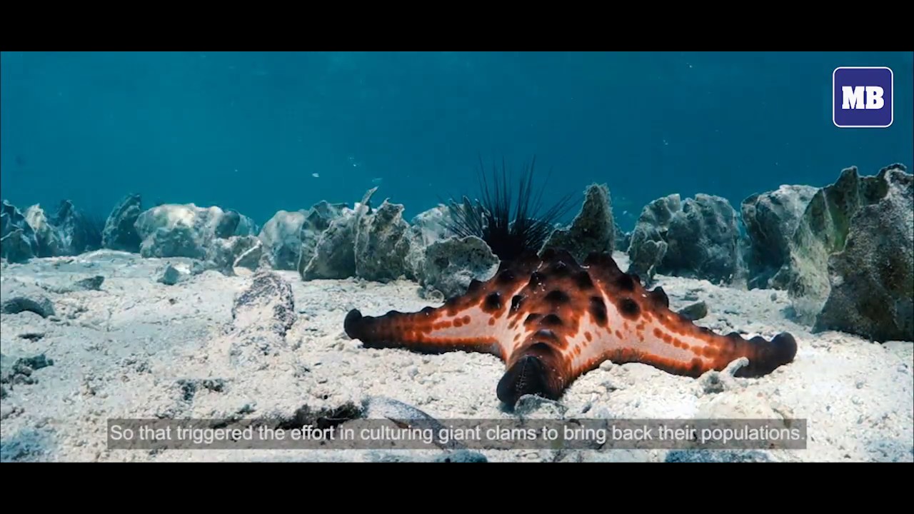 The Giant Clam Nursery in Bolinao, Pangasinan