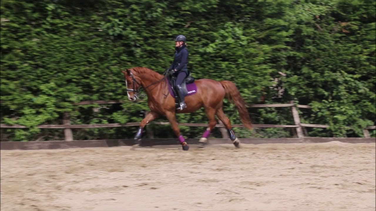 Introducing Medium Trot - Dressage Training
