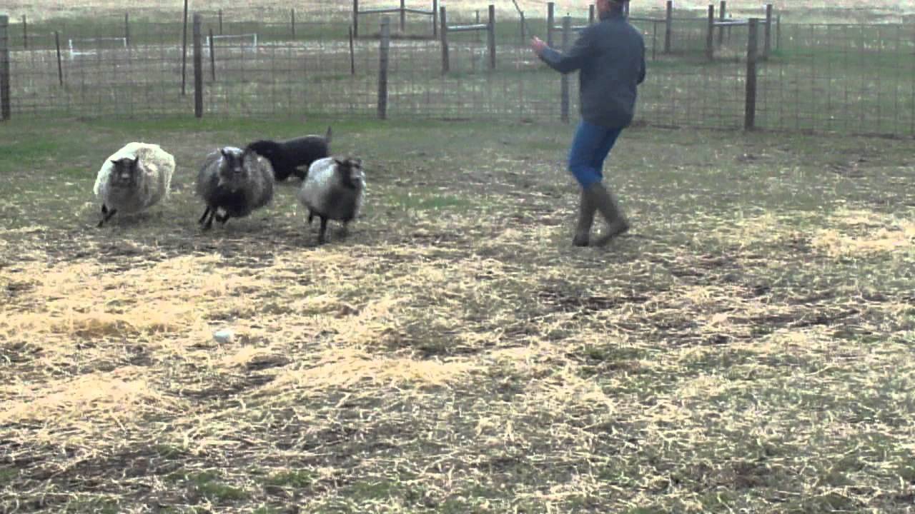 Kerry Blue Terrier - Sheep Herding