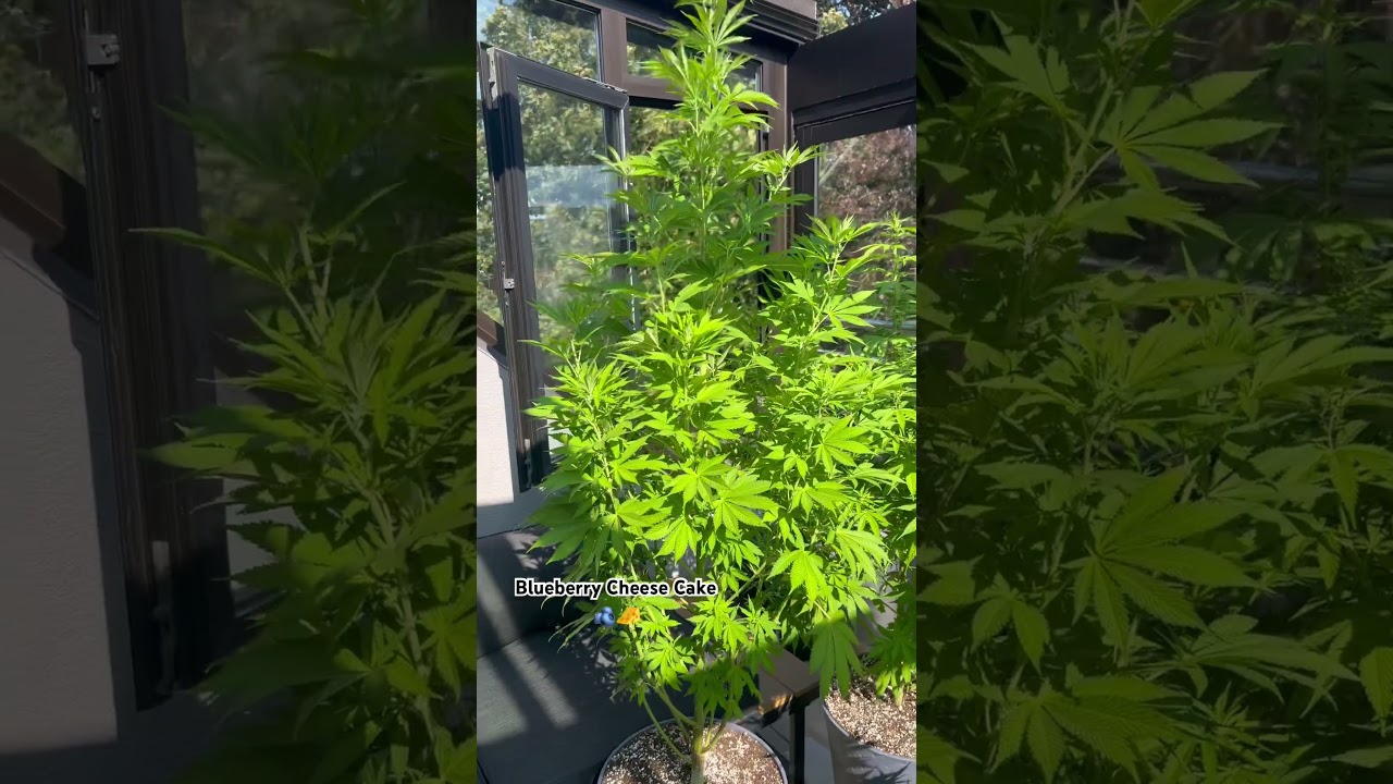 Blueberry Cheesecake 🫐🧀🍰 A little tree 🌲#cannabisdaily#outdoors #youtubeshorts#shorts #sungrow