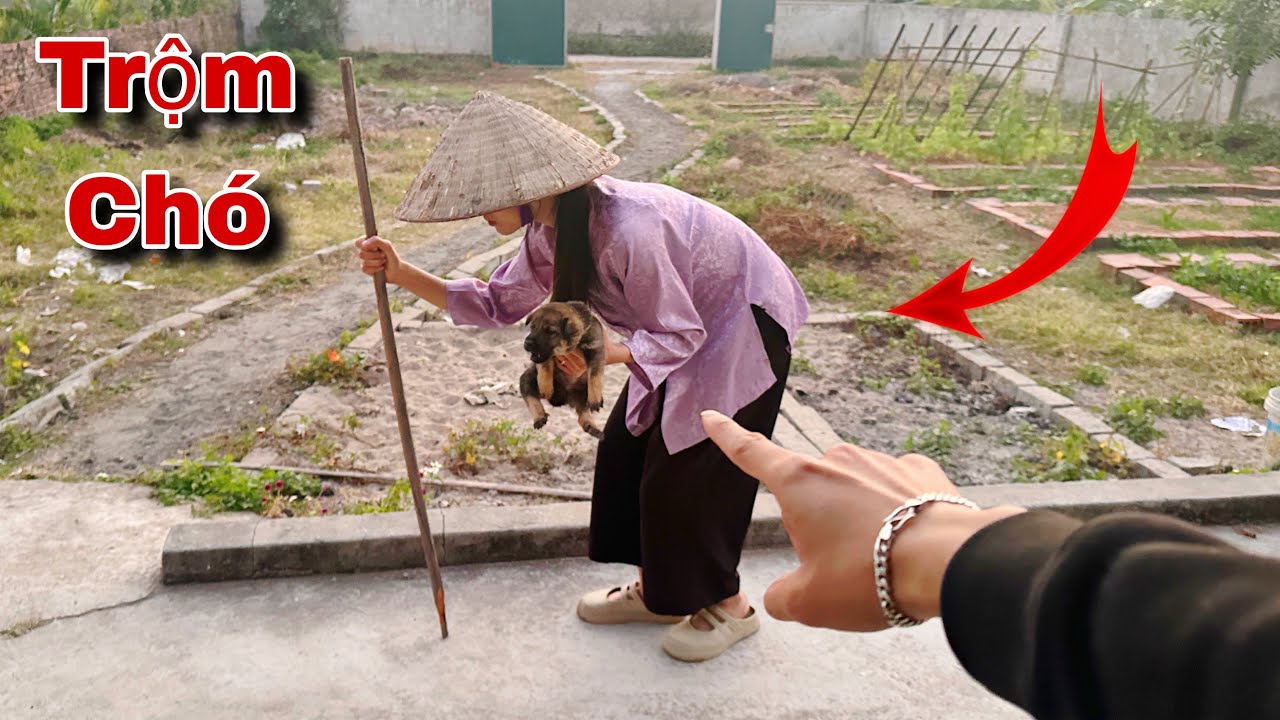 Thảo Đóng Giả Bà Già Tham Lam Vào Nhà Lấy Chó Con Và Cái Kết Troll | Dương KC