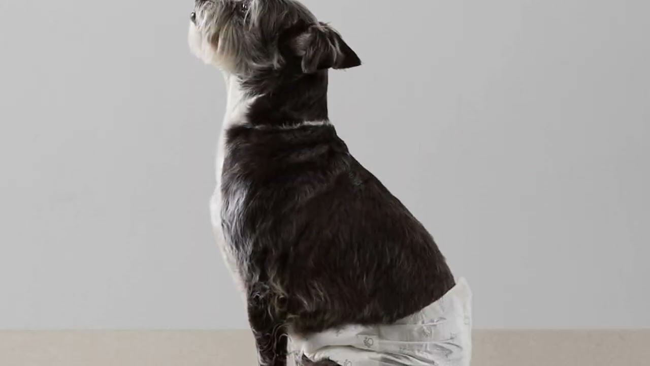 💧🐶 Amazon Basics Leakproof Male Dog Wraps – Comfortable & Disposable Diapers!