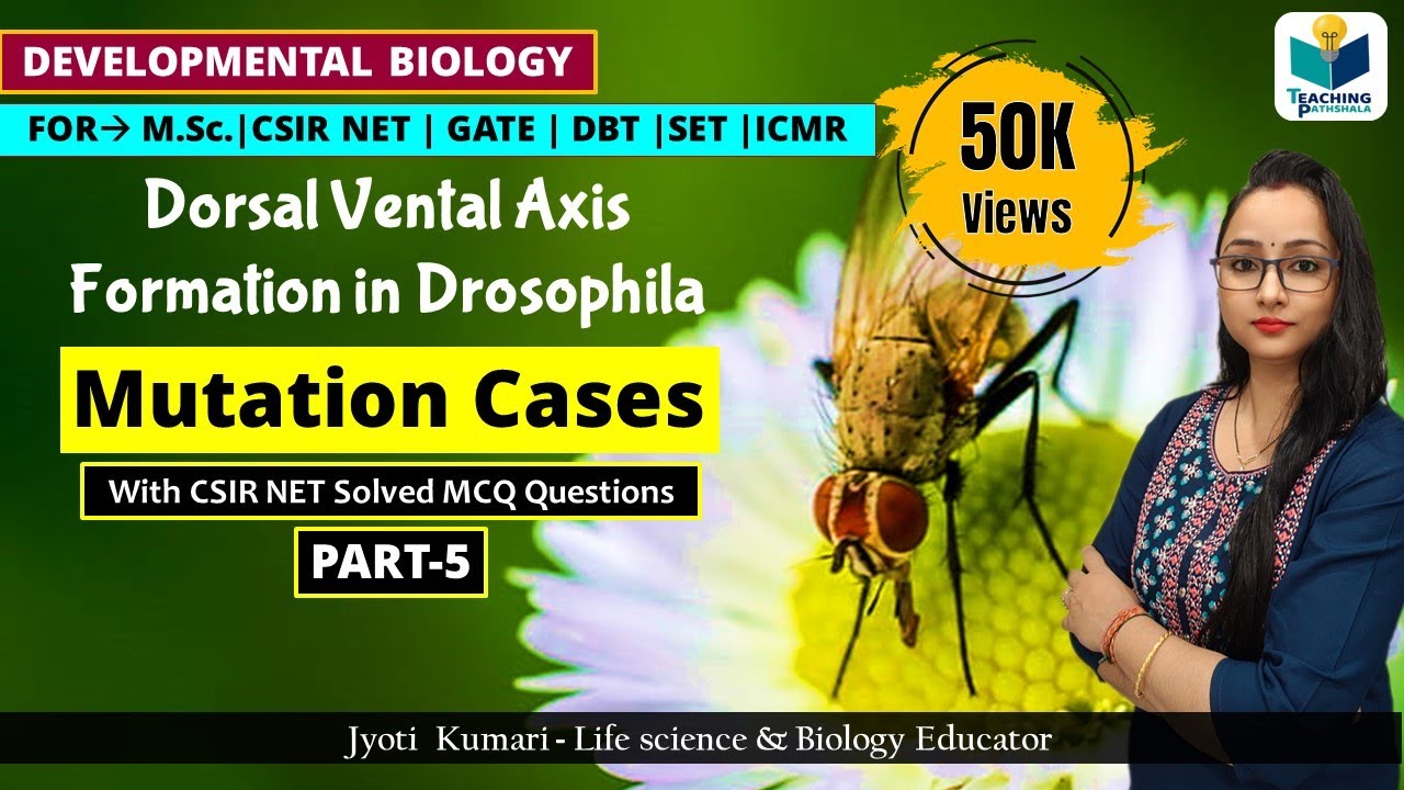 DORSAL VENTRAL AXIS FORMATION IN DROSOPHILA(PART-5) MUTATION CASES |CSIR NET |DEV  BIO