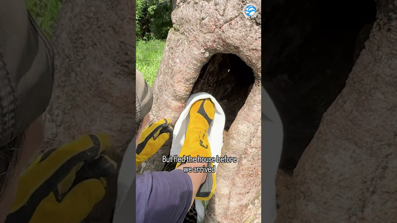 Emergency Rescue of a Fatally Injured Ocelot #cats #wildcat #wildliferescue #animals