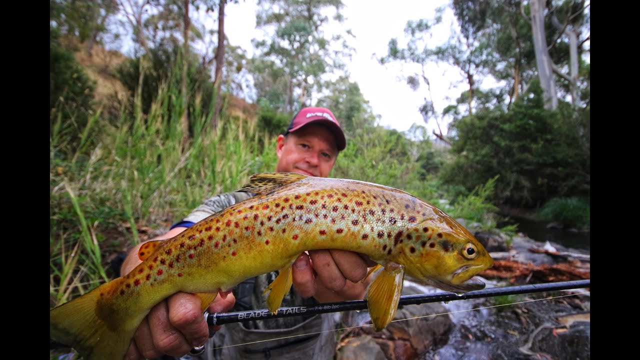 BIG Brown trout in the Victorian High Country