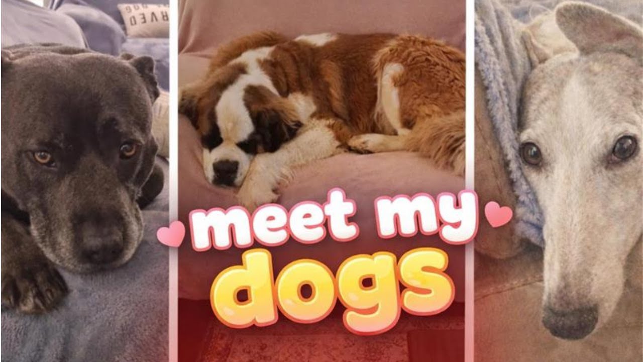 Meet my Staffordshire Bull Terrier ( Staffy), Whippet & Saint Bernard