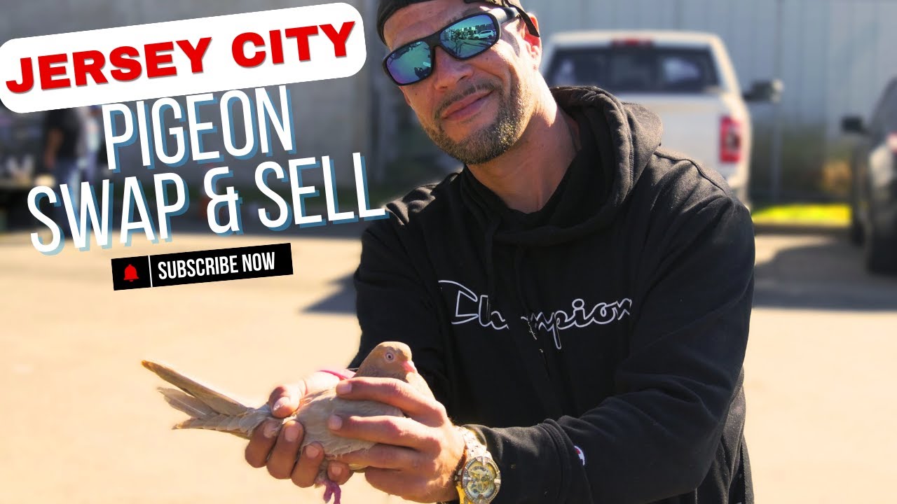 Pigeon Swap & Sell - [Jersey City]