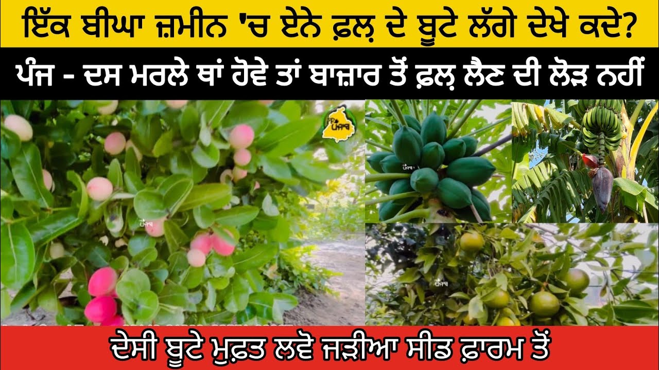 ਪੰਜ-ਦਸ ਮਰਲ਼ੇ ਥਾਂ ਹੋਵੇ ਤਾਂ ਏਦਾਂ ਲਾਓ ਬੂਟੇ। ਬਾਜ਼ਾਰ ਤੋਂ ਫ਼ਲ਼- ਸਬਜ਼ੀਆਂ ਲੈਣ ਦੀ ਨਹੀਂ ਪਵੇਗੀ ਲੋੜ।