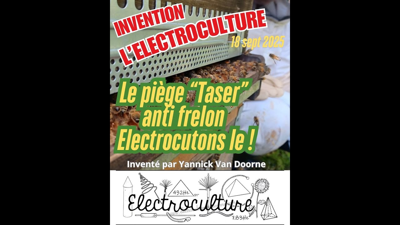 Invention anti frelon asiatique avec le 