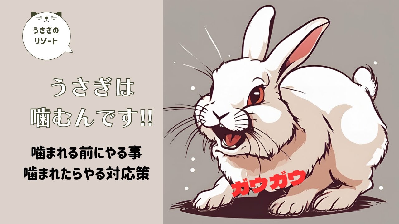 うさぎは噛むんです！噛まれる前に出来る事と噛まれたらやる対応策を紹介