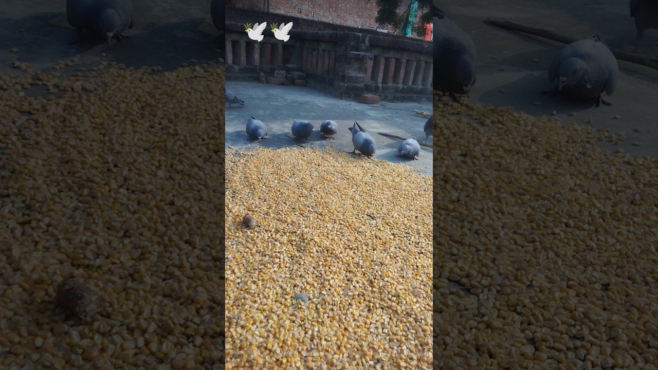 Pigeons Eating Corn 🐦🌽 | Real Nature Video 
