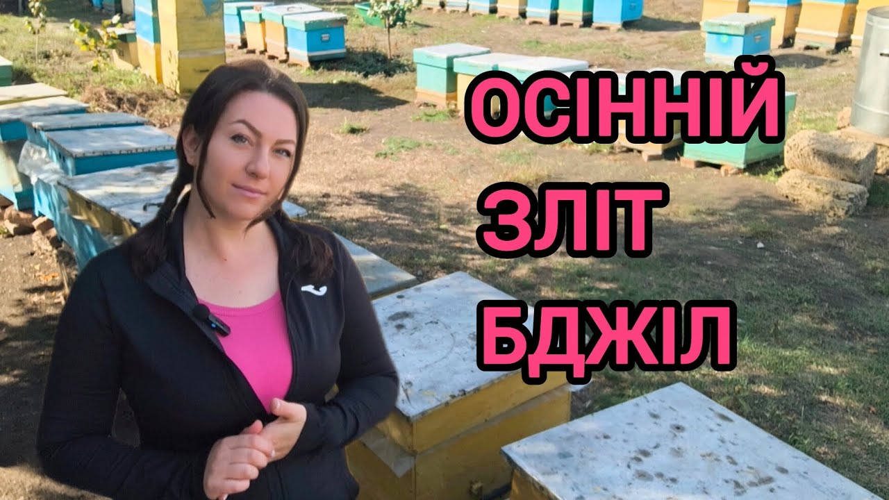 Чому злітають бджоли восени. Осінній зліт або колапс бджіл, причини. Лайк бі