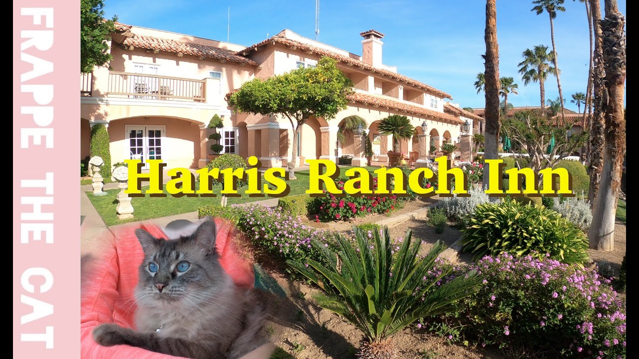 Balinese cat goes to Harris Ranch Inn and Restaurant