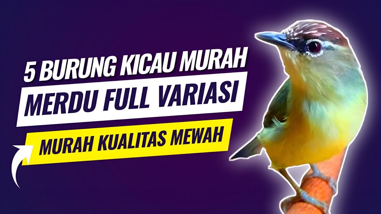 5 Burung kicau murah suara merdu full variasi part2