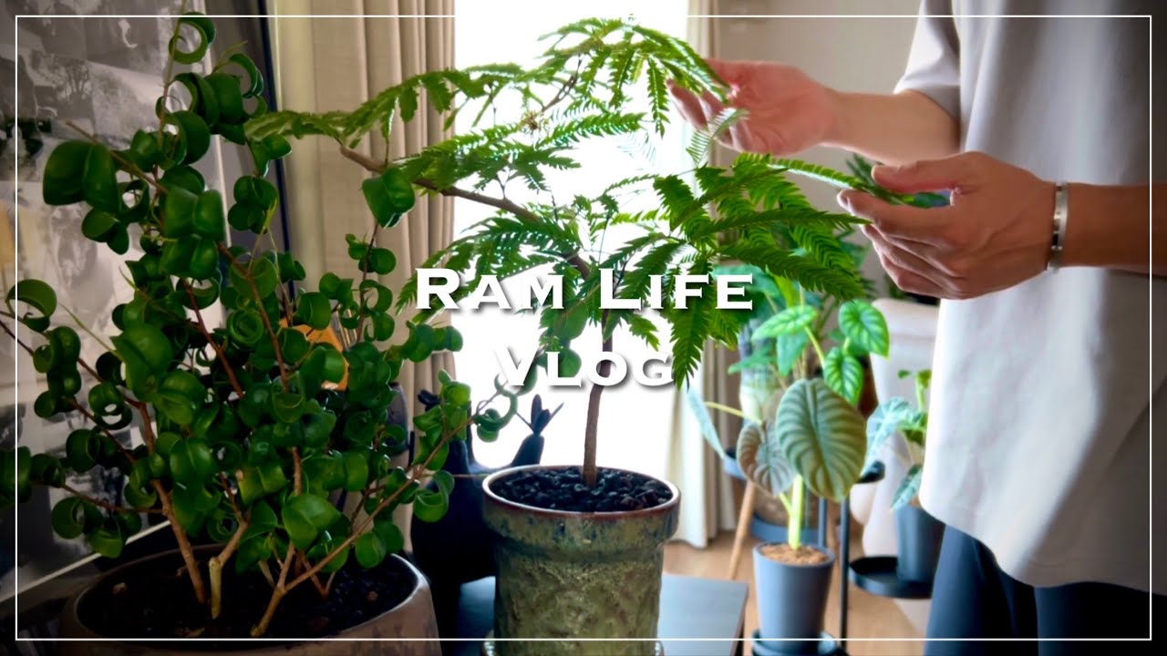植物のある暮らし/お気に入りの観葉植物を植え替えする休日/おうちカフェ