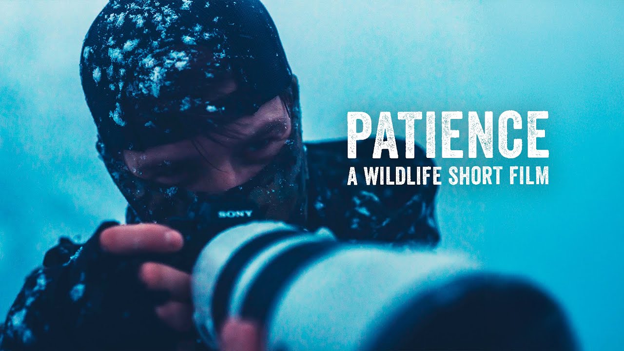 Patience | A Wildlife Short Film