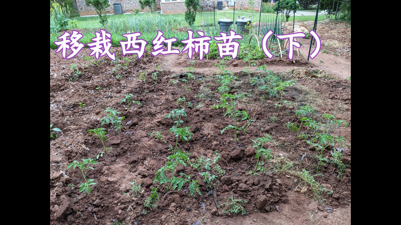栽西红柿苗（下）（113）