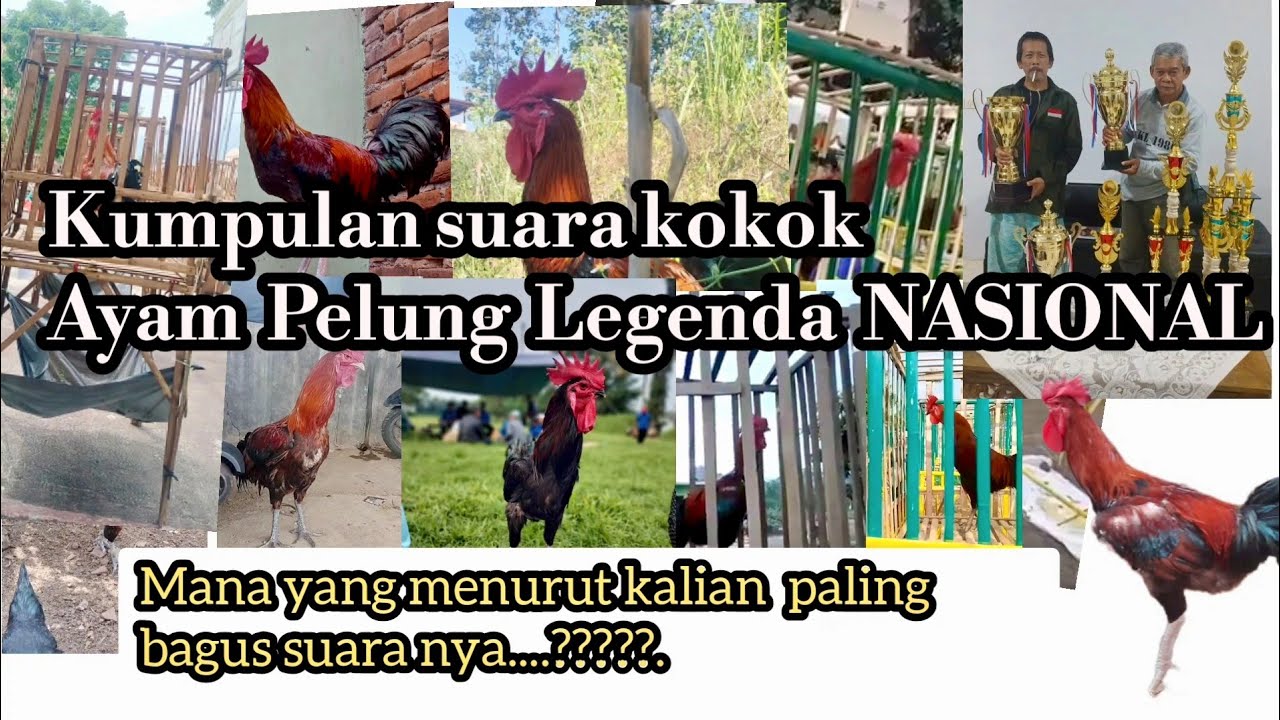 Kumpulan ayam pelung juara legendaris berkokok bitu