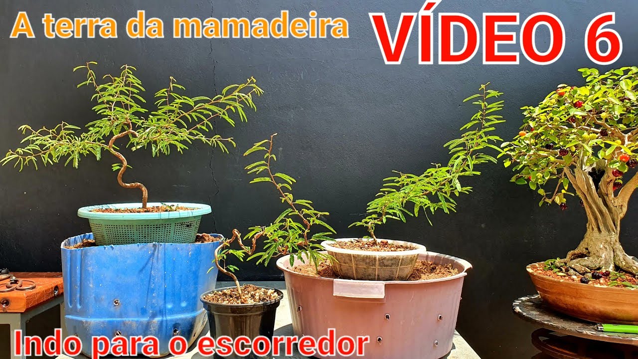 Caliandra - Bonsai apartir de semente, vídeo 6