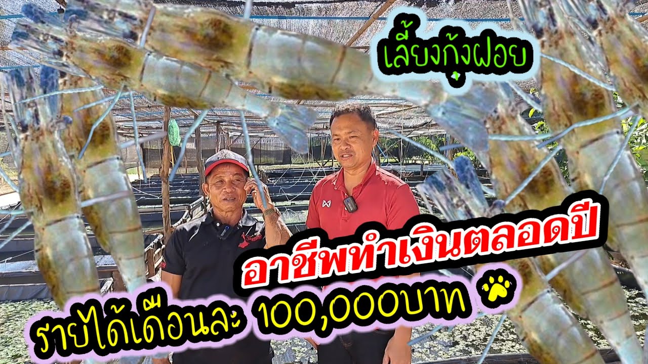 เลี้ยงกุ้งฝอย#ได้จับเงินหลักล้านต่อปี#สูตรทีเด็ดการเลี้ยงบอกหมดเปลือก#เปิดเผยที่นี่