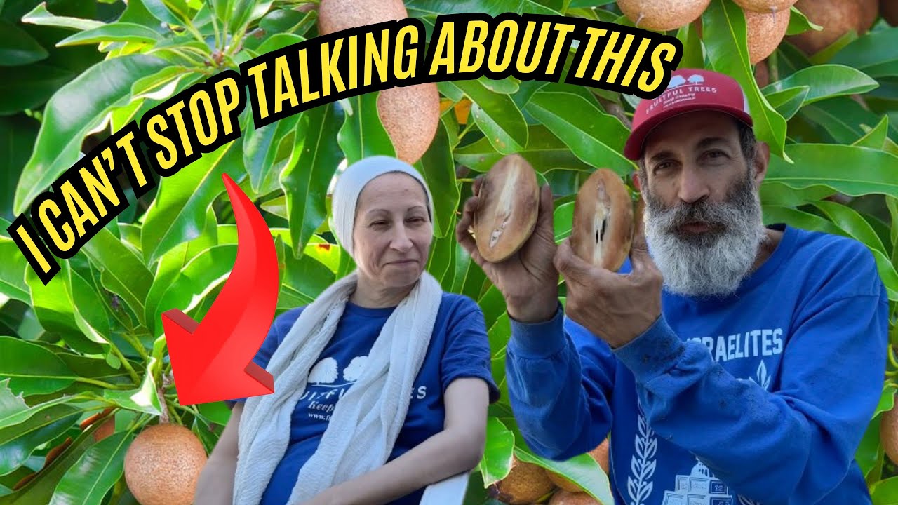 Why I Love the Gigantia Sapodilla: Taste, Size, and Productivity