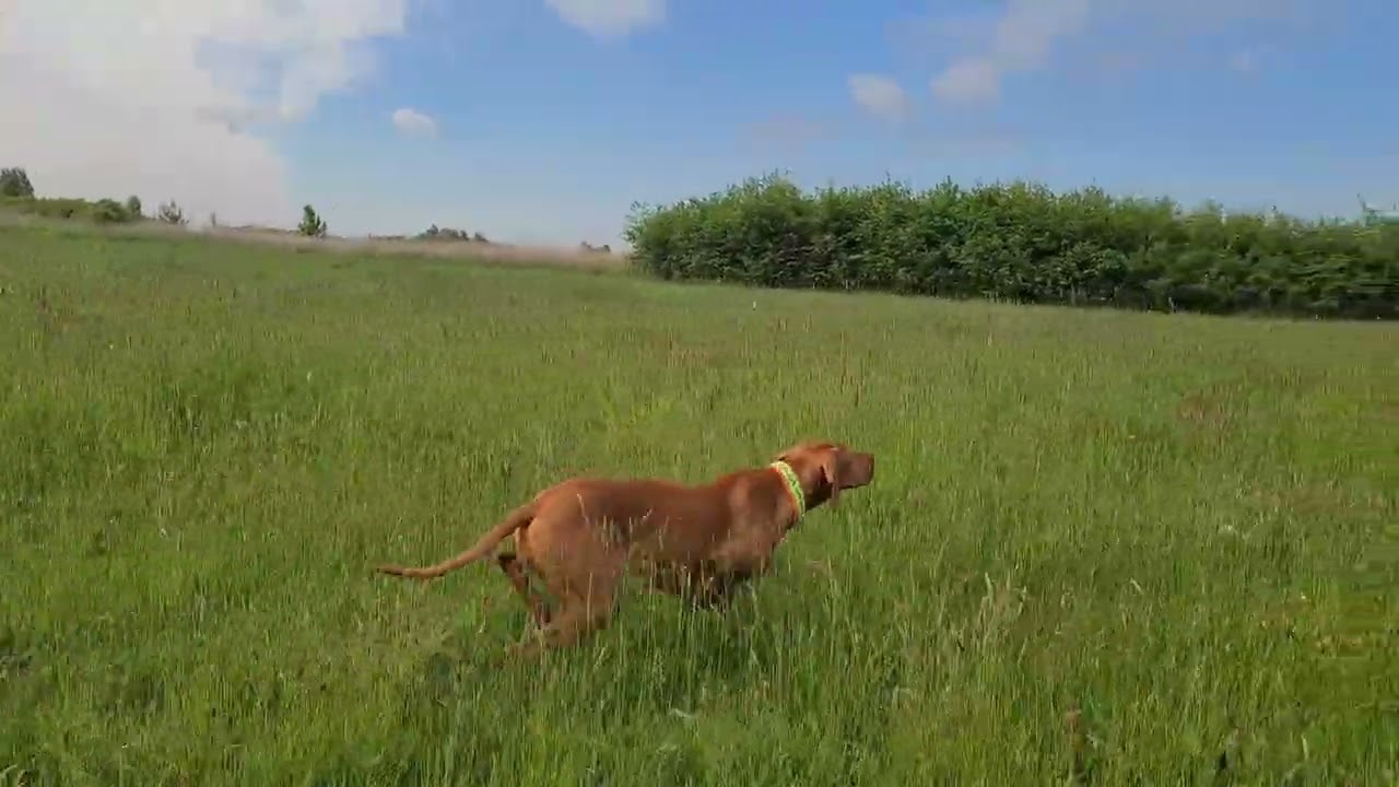 Bell pointing partridge