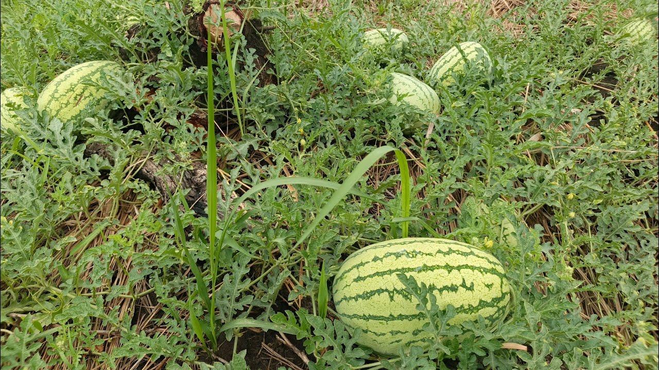How to Grow Watermelon Like a Pro | Full Guide from an Agronomist in Adjumani