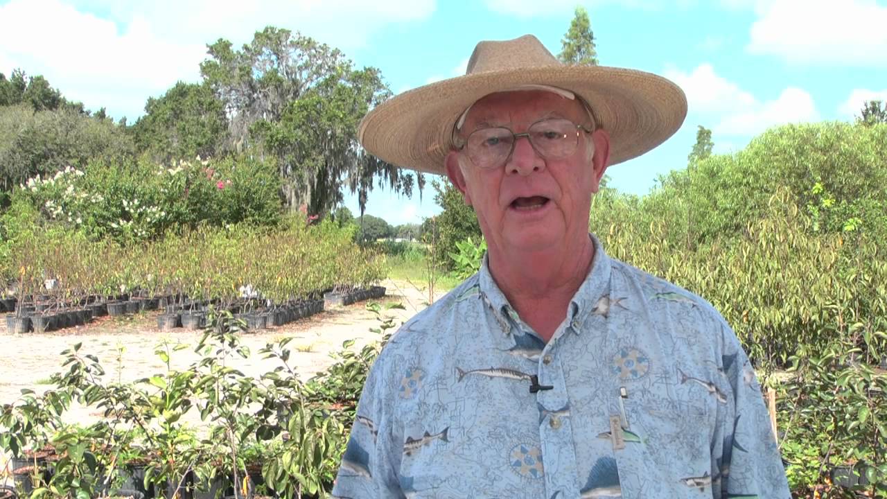 How to Grow Orange Trees