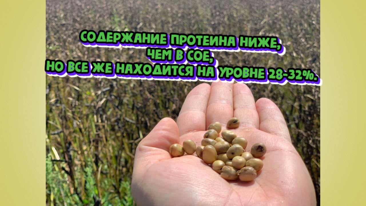 Кормовые бобы нужны всем  и людям и животным