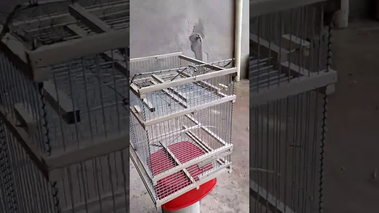Nuevos modelos disponibles, Trampero con tapa Red Autom&aacute;tica😎💯