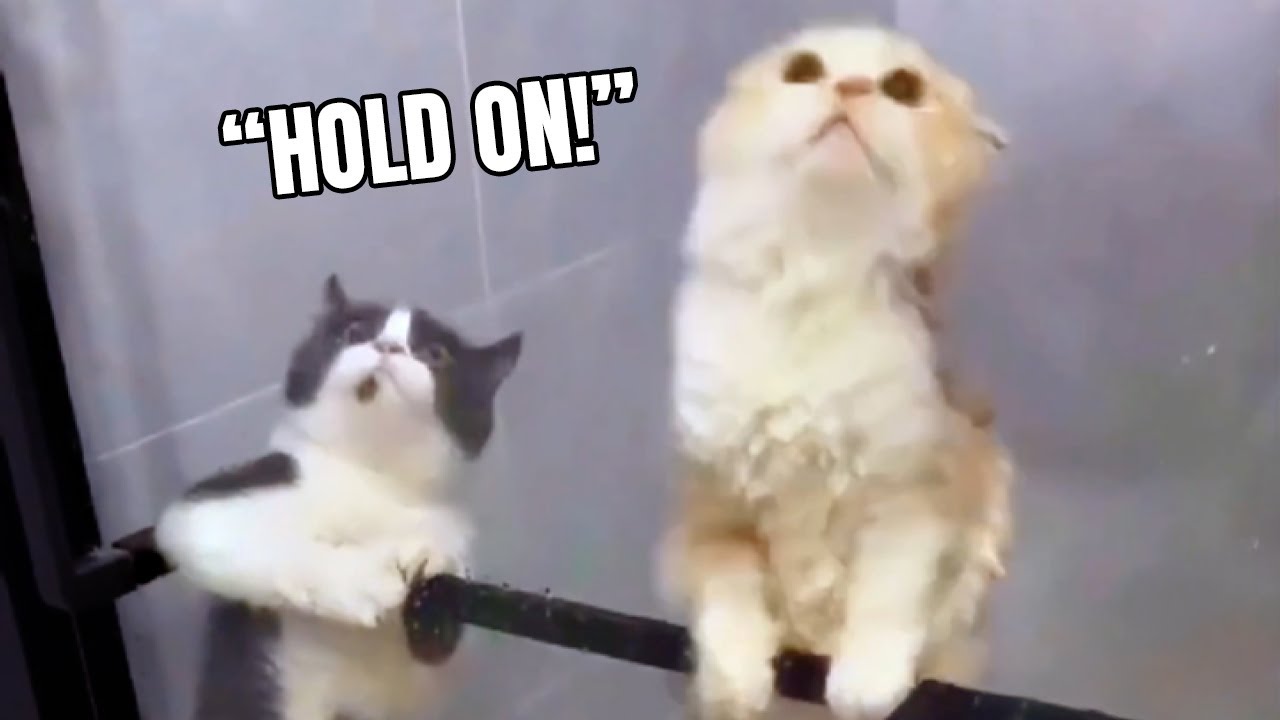 How Many Cats Does it Take to Cheer You Up?