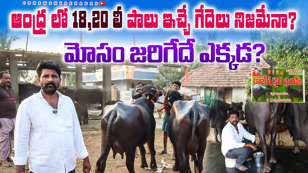 ఆంధ్ర లో 18,20 లీటర్ల పాలు ఇచ్చే గేదెలు ఉంటాయా?మోసాలు అనేవి ఎక్కడ జరుగుతాయి?Murra Buffaloes |CBNews